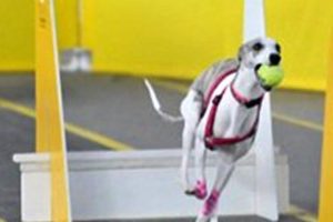 Flyball Vs Cani Cross Quel Sport Canin Convient Le - Sport canin - Test et avis