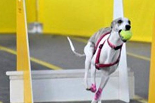 Flyball Vs Cani Cross Quel Sport Canin Convient Le - Sport canin - Test et avis