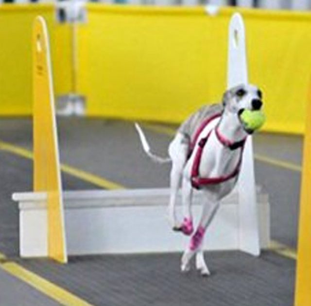 Flyball Vs Cani Cross Quel Sport Canin Convient Le - Sport canin - Test et avis