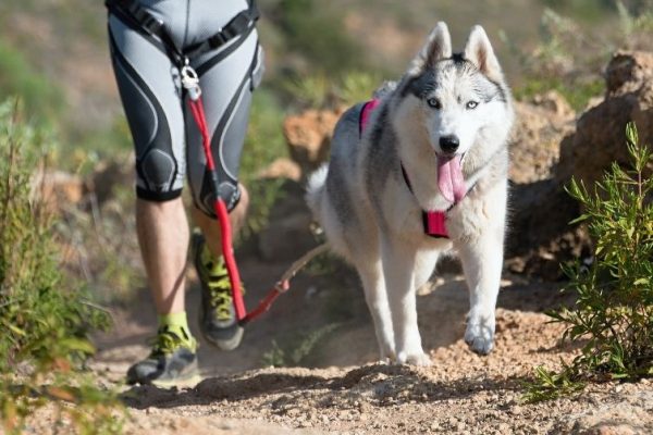 Grand Rendez Vous Sports Canins Ce Week End - Sport canin - Test et avis