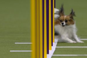Les 10 Meilleurs Sports Canins Pour D Velopper Les - Sport canin - Test et avis
