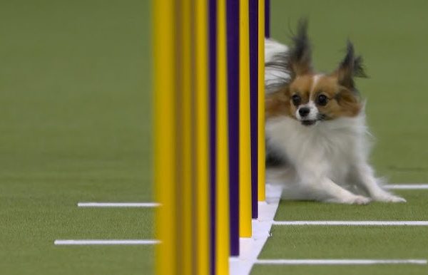 Les 10 Meilleurs Sports Canins Pour D Velopper Les - Sport canin - Test et avis