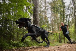 Longe Amortie Canicross Guide D Achat - Sport canin - Test et avis