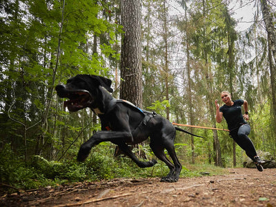 Longe Amortie Canicross Guide D Achat - Sport canin - Test et avis
