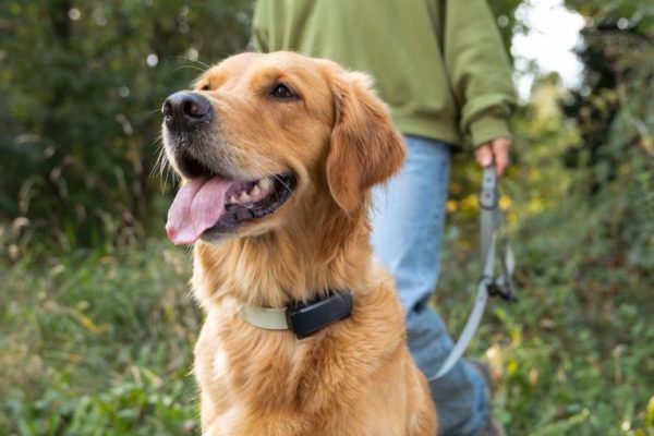 Traceurs Gps Pour Chiens Quels Sont Les Avantages - Sport canin - Test et avis