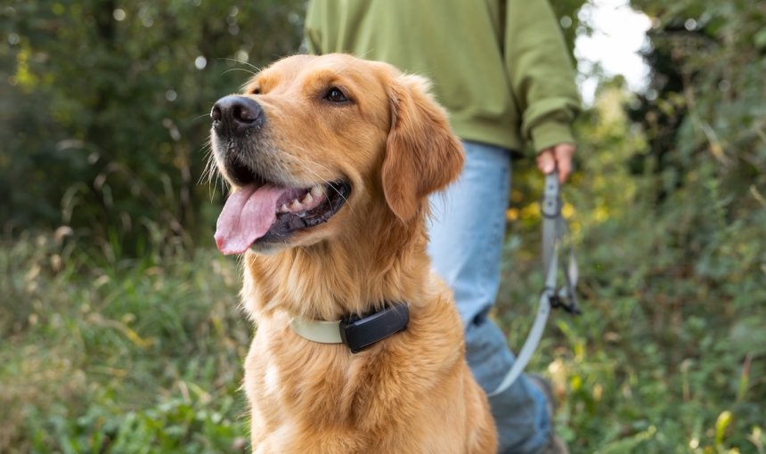 Traceurs Gps Pour Chiens Quels Sont Les Avantages - Sport canin - Test et avis