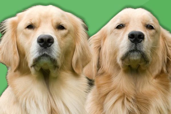 LOF : à quoi sert le Livre des Origines Français ? - Animal Assur