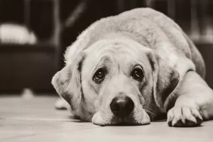 Potential Behavior Changes in Senior Dogs and How to Cope with ...