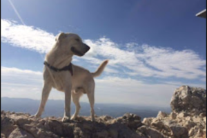 a-partir-de-combien-de-km-c-8217-est-trop-force-po