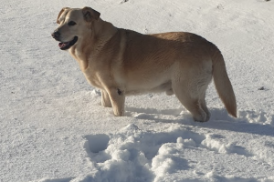 c-8217-est-bon-la-neige-pour-les-chiens