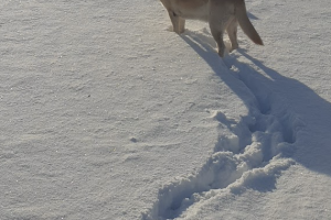 est-ce-que-le-chien-fait-du-renforcement-musculair