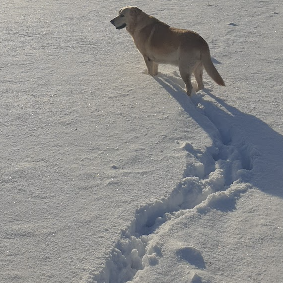est-ce-que-le-chien-fait-du-renforcement-musculair