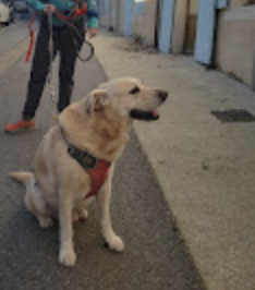 les-accessoires-indispensables-pour-les-chiens-de-