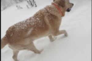 protections-ou-pattes-nues-dans-la-neige