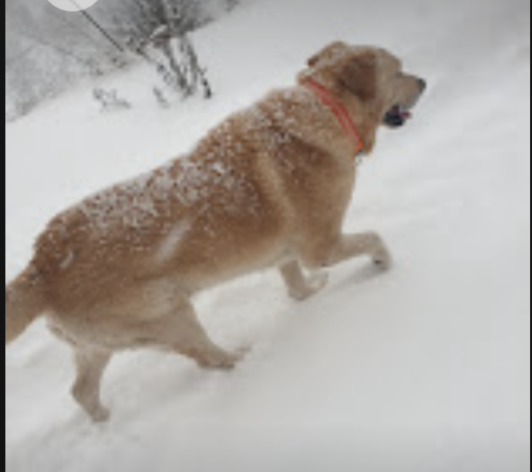 protections-ou-pattes-nues-dans-la-neige